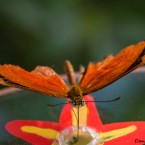 Tropenschmetterling-5a-web