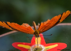 Tropenschmetterling-5a-web