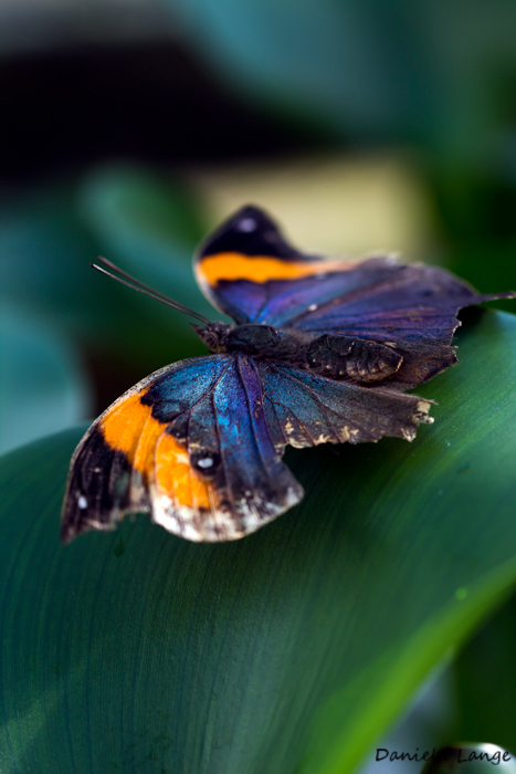 Tropenschmetterling-6a-web