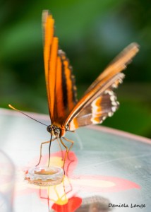 Tropenschmetterling-7a-web