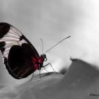 Tropenschmetterling-8a-web