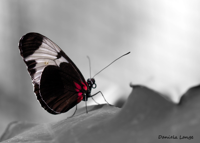 Tropenschmetterling-8a-web