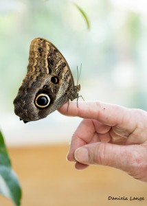 Tropenschmetterling-9a-web