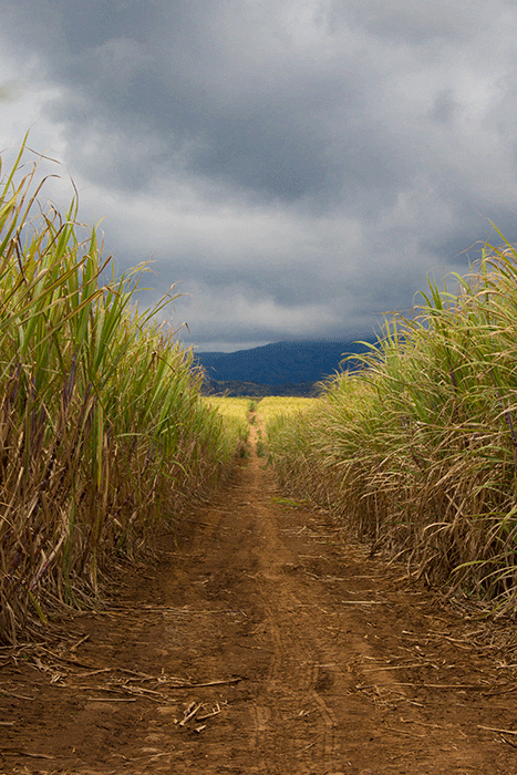 Mauritius-49