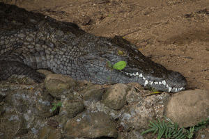 Mauritius-63