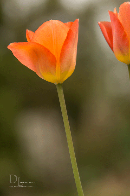 Natur-im-Frühling-1