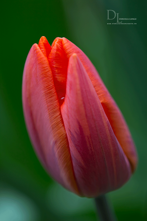 Natur-im-Frühling-11