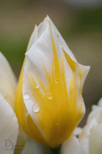 Natur-im-Frühling-12