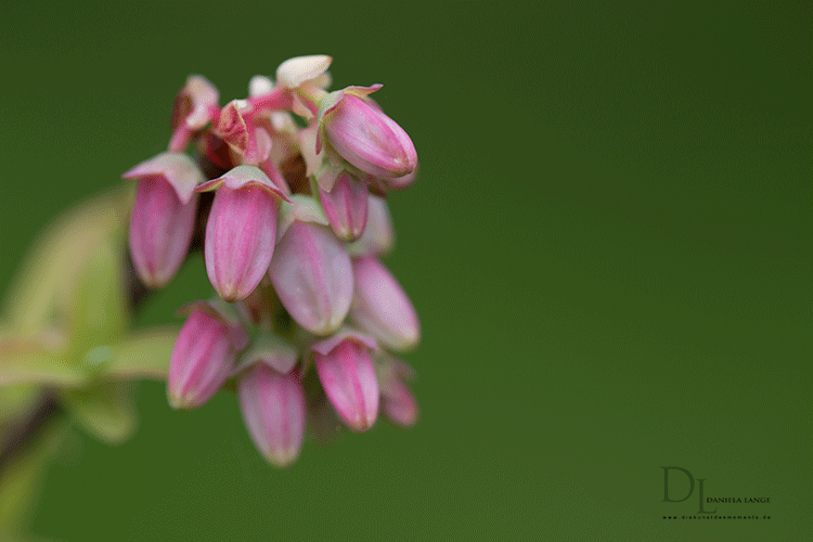 Natur-im-Frühling-13