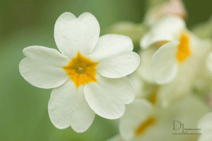 Natur-im-Frühling-14