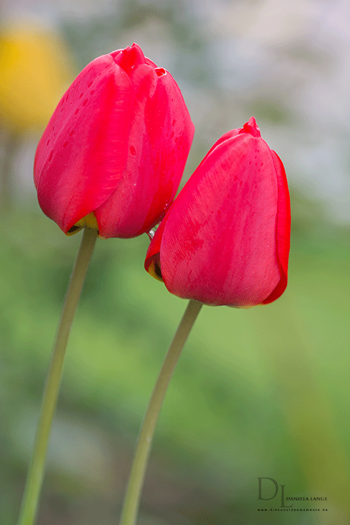 Natur-im-Frühling-16