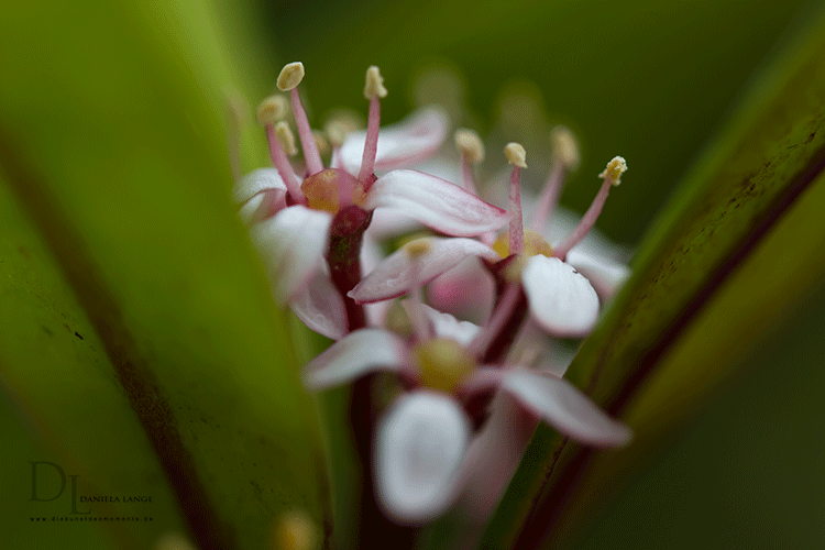 Natur-im-Frühling-17