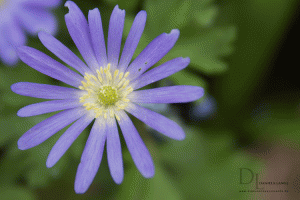 Natur-im-Frühling-18