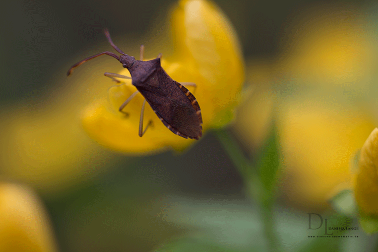 Natur-im-Frühling-19