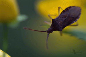 Natur-im-Frühling-20