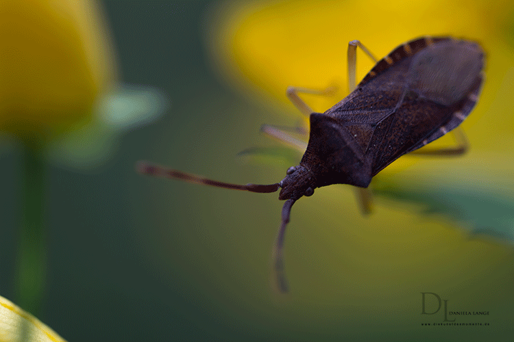 Natur-im-Frühling-20