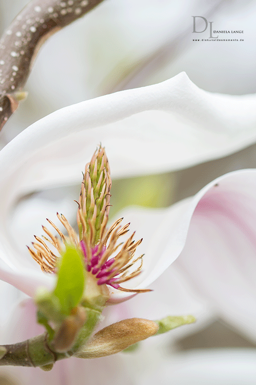 Natur-im-Frühling-22