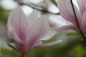 Natur-im-Frühling-23