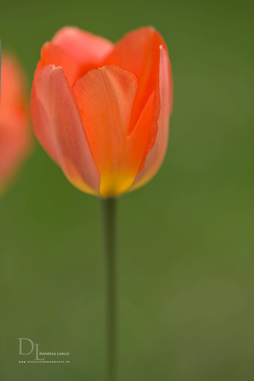 Natur-im-Frühling-3