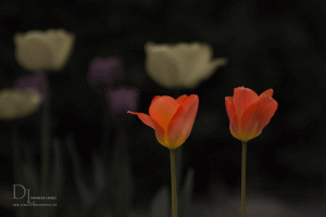 Natur-im-Frühling-4