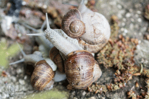 Natur-im-Frühling-7