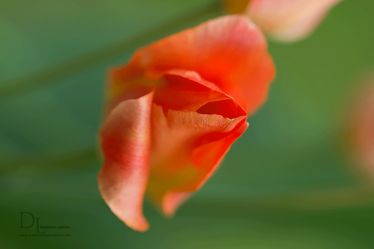 Natur-im-Frühling-8