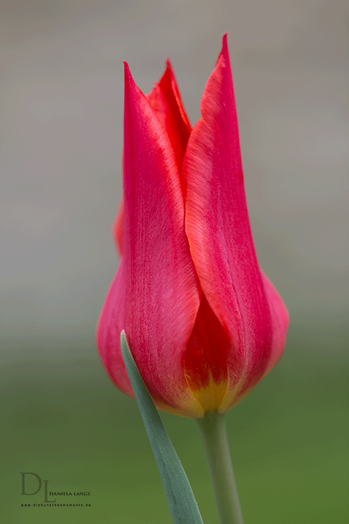 Natur-im-Frühling-9