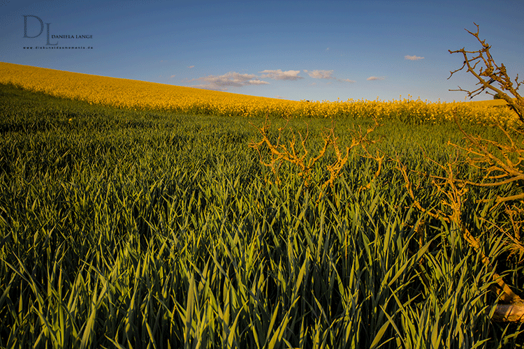 Rapsfeld-2-web