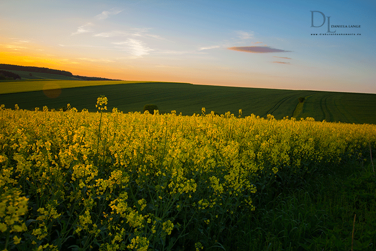 Rapsfeld-5-web