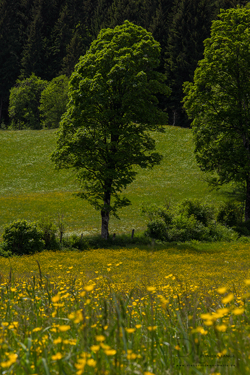 Flachau-1